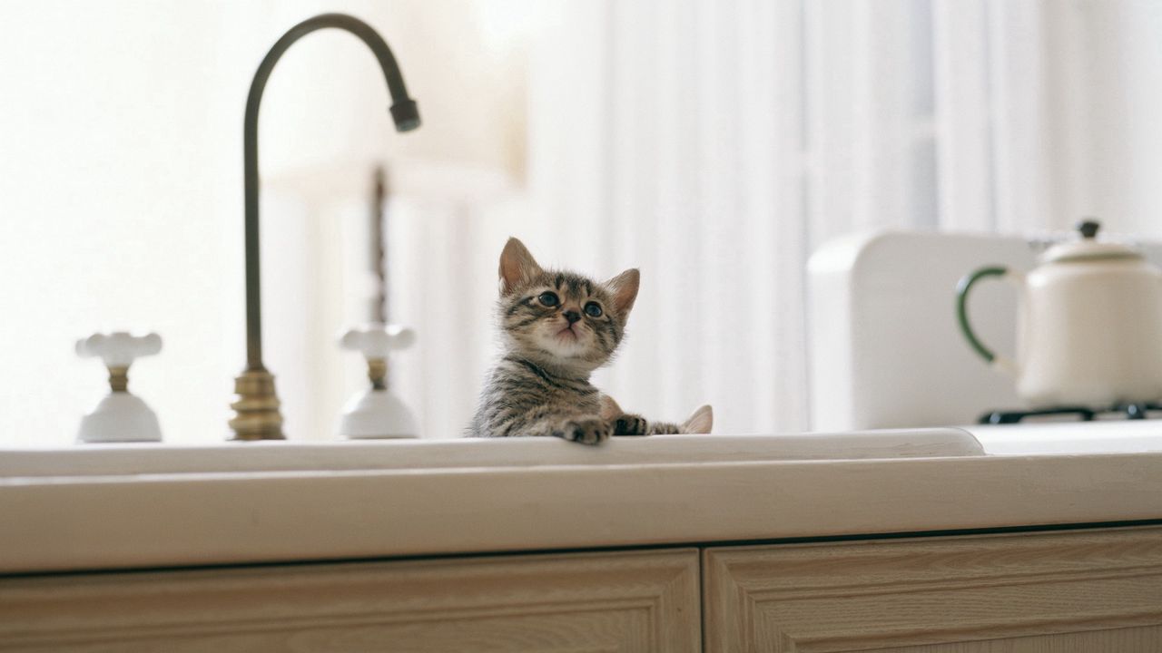 Wallpaper kitten, baby, sink, kitchen