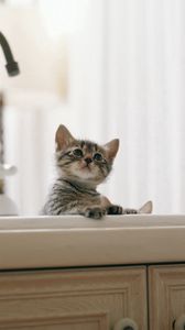 Preview wallpaper kitten, baby, sink, kitchen