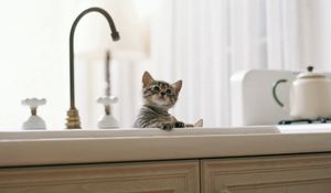 Preview wallpaper kitten, baby, sink, kitchen