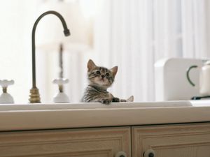 Preview wallpaper kitten, baby, sink, kitchen