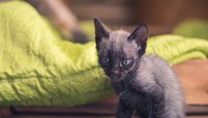Preview wallpaper kitten, baby, sitting