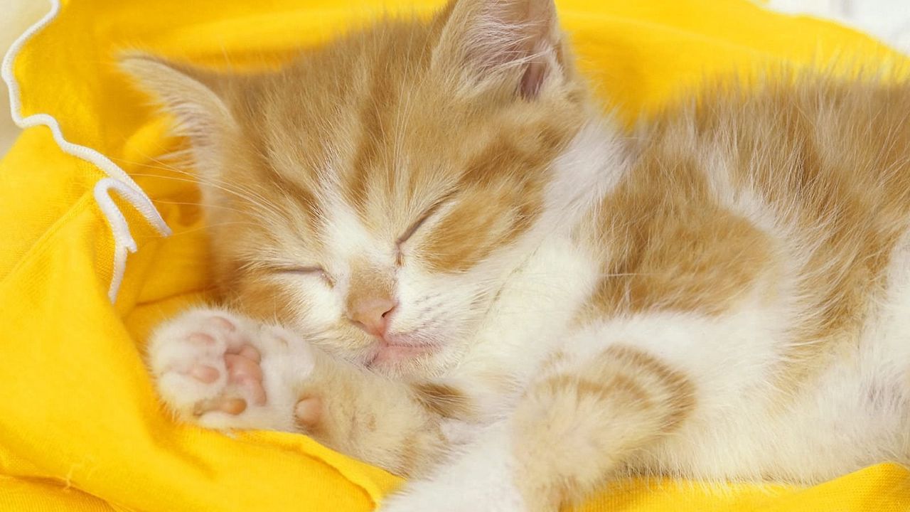 Wallpaper kitten, baby, sleep, cloth