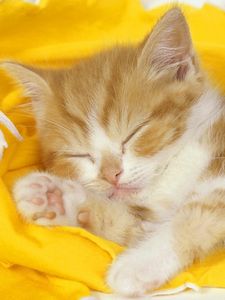 Preview wallpaper kitten, baby, sleep, cloth