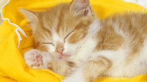 Preview wallpaper kitten, baby, sleep, cloth