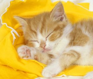 Preview wallpaper kitten, baby, sleep, cloth