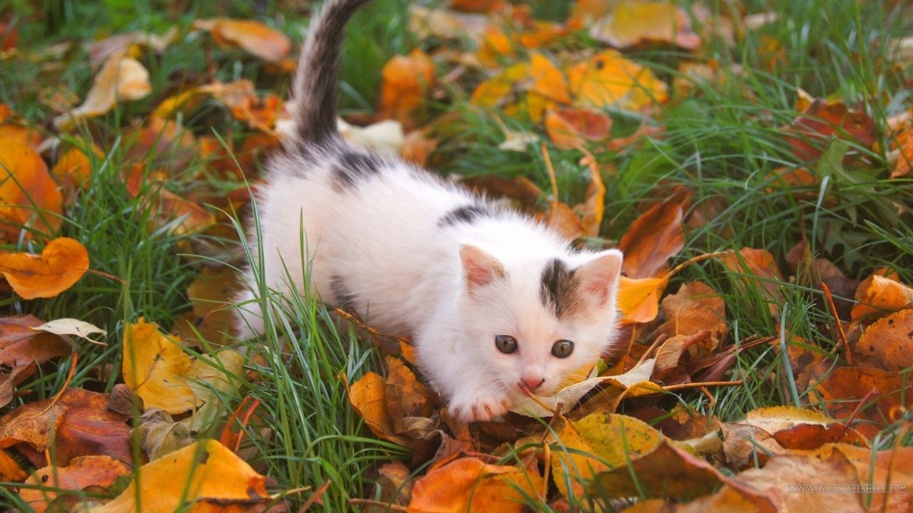Wallpaper kitten, baby, spotted, leaves, autumn