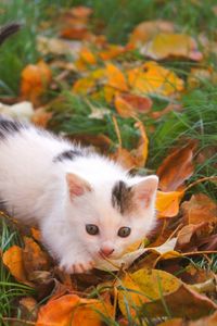 Preview wallpaper kitten, baby, spotted, leaves, autumn