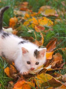 Preview wallpaper kitten, baby, spotted, leaves, autumn