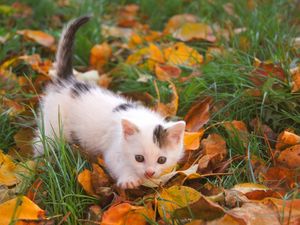 Preview wallpaper kitten, baby, spotted, leaves, autumn