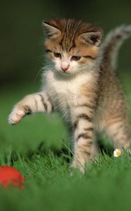 Preview wallpaper kitten, ball, game, grass