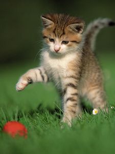 Preview wallpaper kitten, ball, game, grass