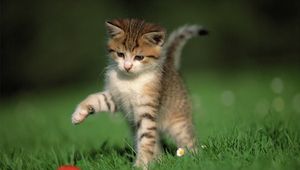 Preview wallpaper kitten, ball, game, grass