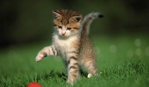 Preview wallpaper kitten, ball, game, grass