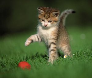 Preview wallpaper kitten, ball, game, grass