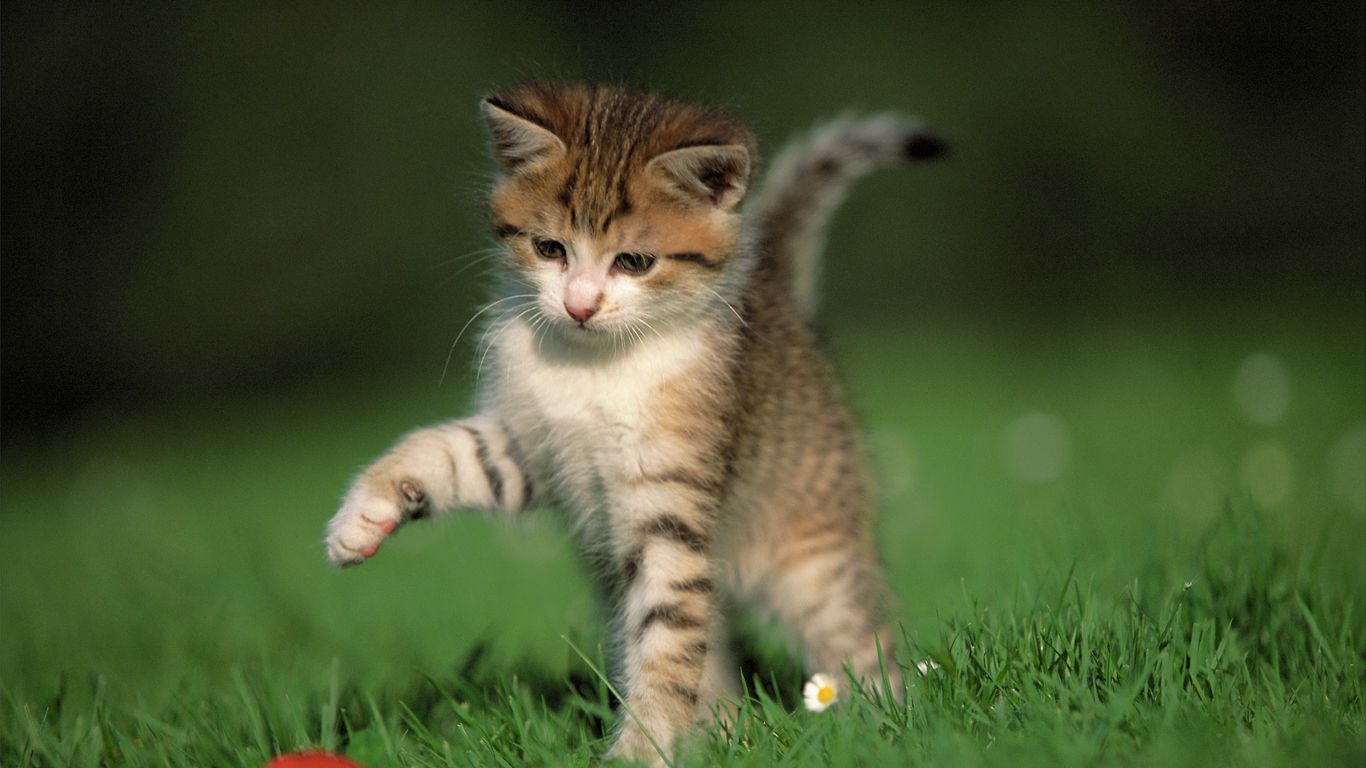 Download wallpaper 1366x768 kitten, ball, game, grass tablet, laptop hd