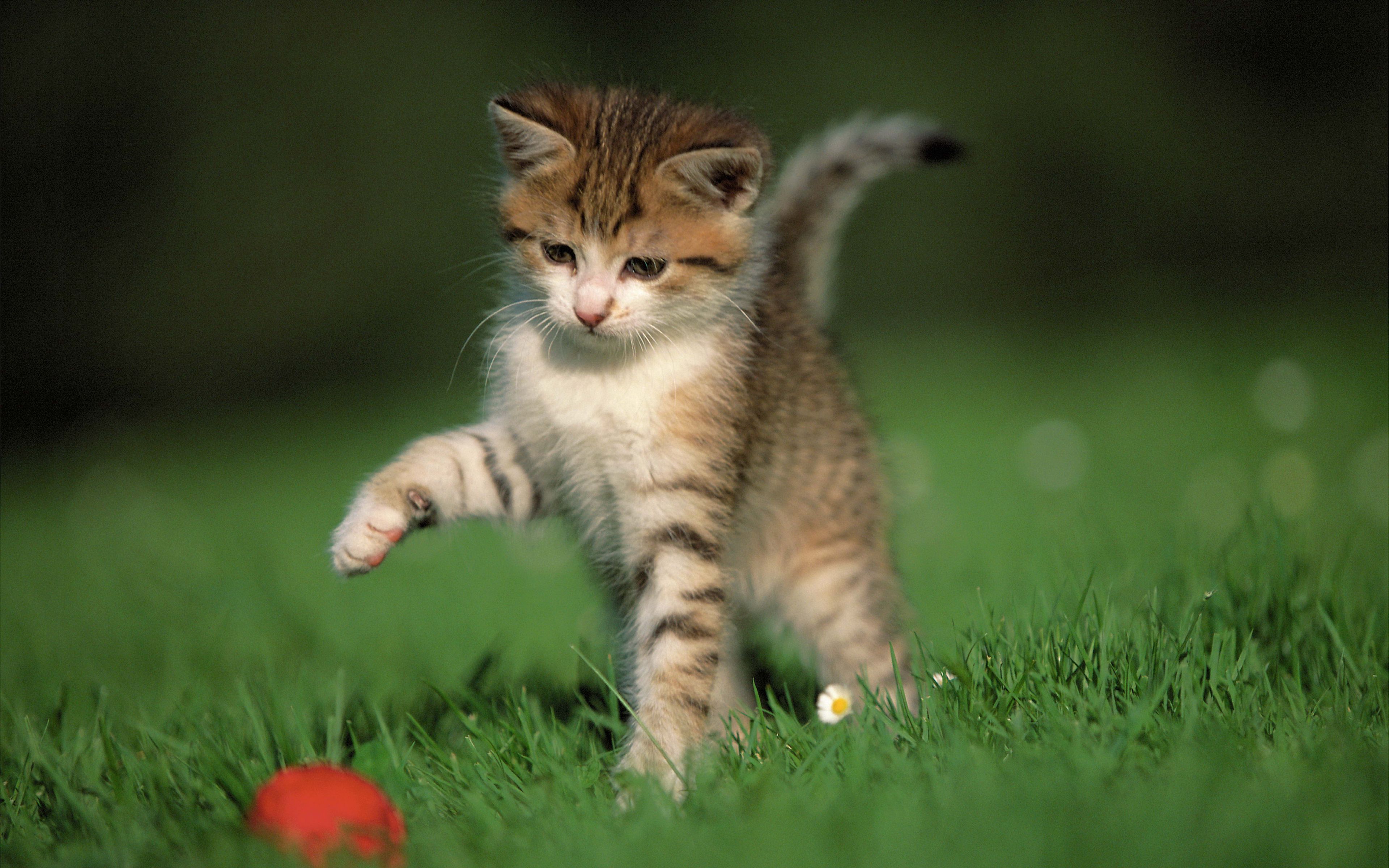 Download wallpaper 3840x2400 kitten, ball, game, grass 4k ultra hd 16: