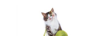 Preview wallpaper kitten, ball, playful, legs, cute