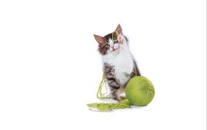Preview wallpaper kitten, ball, playful, legs, cute