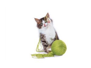 Preview wallpaper kitten, ball, playful, legs, cute