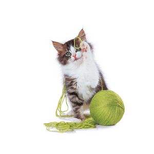 Preview wallpaper kitten, ball, playful, legs, cute