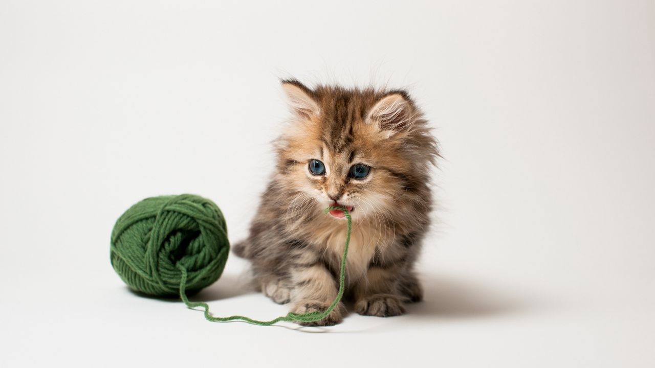 Wallpaper kitten, ball, thread, playful, kid, fluffy