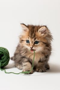 Preview wallpaper kitten, ball, thread, playful, kid, fluffy