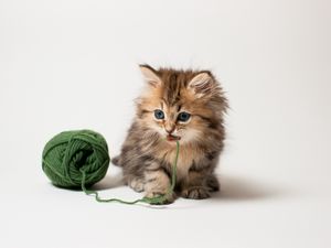 Preview wallpaper kitten, ball, thread, playful, kid, fluffy