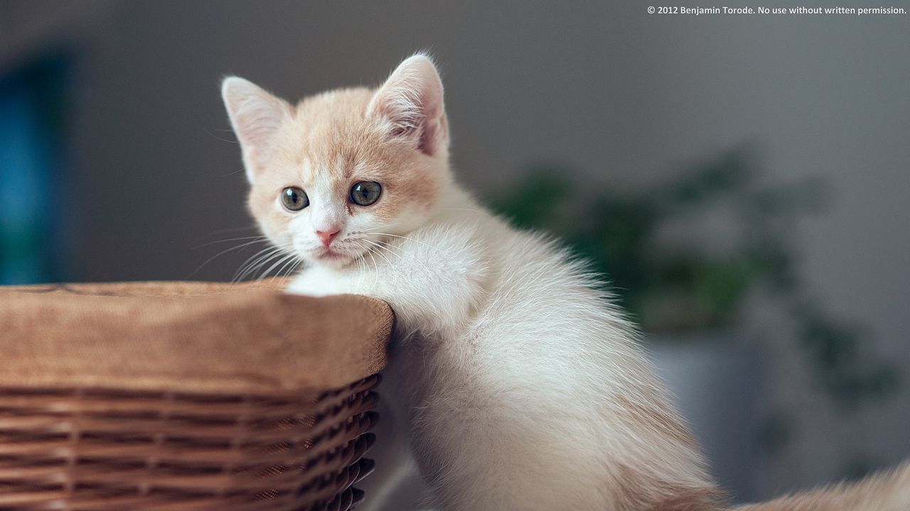 Wallpaper kitten, basket, boy, curiosity