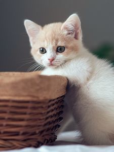 Preview wallpaper kitten, basket, boy, curiosity
