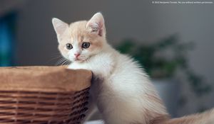 Preview wallpaper kitten, basket, boy, curiosity