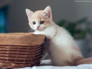 Preview wallpaper kitten, basket, boy, curiosity