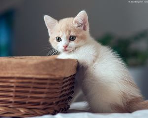 Preview wallpaper kitten, basket, boy, curiosity