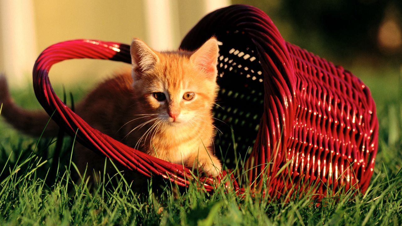 Wallpaper kitten, basket, grass, light