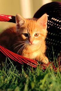 Preview wallpaper kitten, basket, grass, light