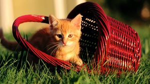 Preview wallpaper kitten, basket, grass, light