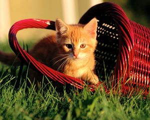 Preview wallpaper kitten, basket, grass, light