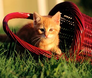Preview wallpaper kitten, basket, grass, light