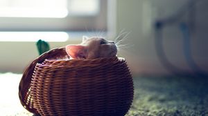 Preview wallpaper kitten, basket, playful, hide