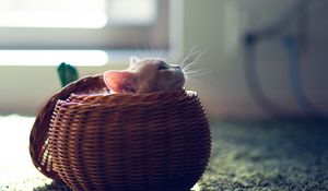 Preview wallpaper kitten, basket, playful, hide
