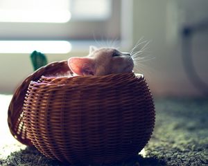 Preview wallpaper kitten, basket, playful, hide