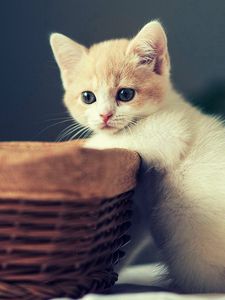 Preview wallpaper kitten, basket, sit, kid