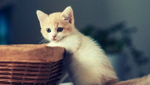 Preview wallpaper kitten, basket, sit, kid