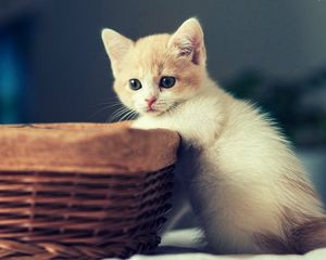 Preview wallpaper kitten, basket, sit, kid