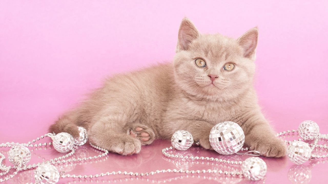 Wallpaper kitten, beads, jewelry, look, photoshoot