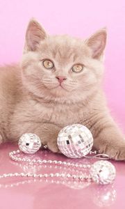 Preview wallpaper kitten, beads, jewelry, look, photoshoot