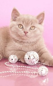 Preview wallpaper kitten, beads, jewelry, look, photoshoot