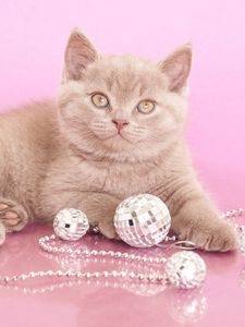 Preview wallpaper kitten, beads, jewelry, look, photoshoot