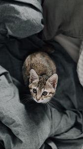 Preview wallpaper kitten, bed, cat, look