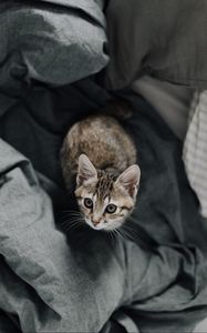 Preview wallpaper kitten, bed, cat, look