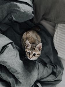 Preview wallpaper kitten, bed, cat, look